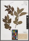 Foto von Salix appendiculata Vill.